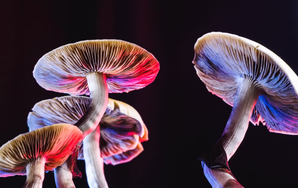 04c766_1077df78380f426cac4855ef071c3a22~mv2