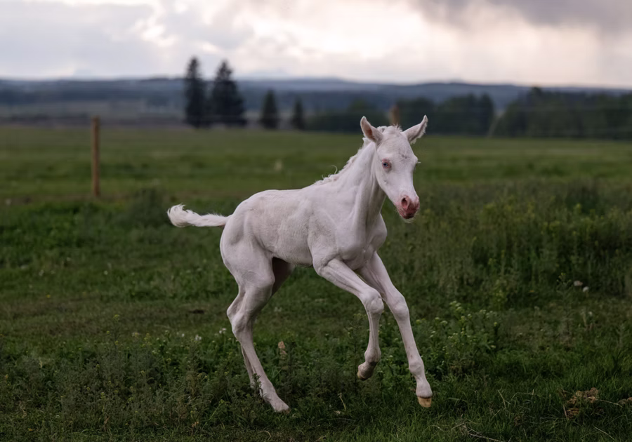 04c766_aeacadc0f6394067ace3e62fae0ecf22~mv2